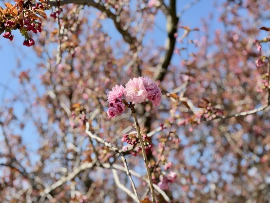 Close-up of a flower from the cherry tree in the Jardin des Plantes (Paris)