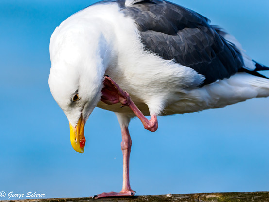 A Western Seagull, with white feathers, yellow bill, and black wings, is standing on one foot, while reaching up with the other foot to scratch its chin.