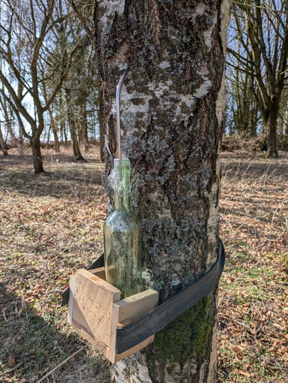 Foto af nederste del af en birk, hvor der i barken er anbragt et sugerør af rustfrit stål. Sugerøret ender i en glasflaske der står i en lille træ kasse. Kassen er bundet op på stammen med et stykke cykelslange.