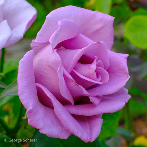 Close up of a bright pink rose flower, against a background of out of focus green leaves.