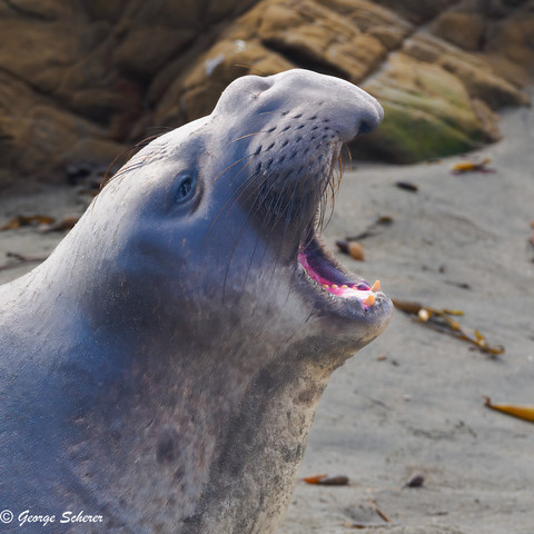 A close-up of the head and neck of an elephant seal with its mouth wide open,  in mid bark, revealing its pink gums and sharp teeth. The seal's skin is gray and its one visible eye is blue. The background consists beach with sand and  rocks.