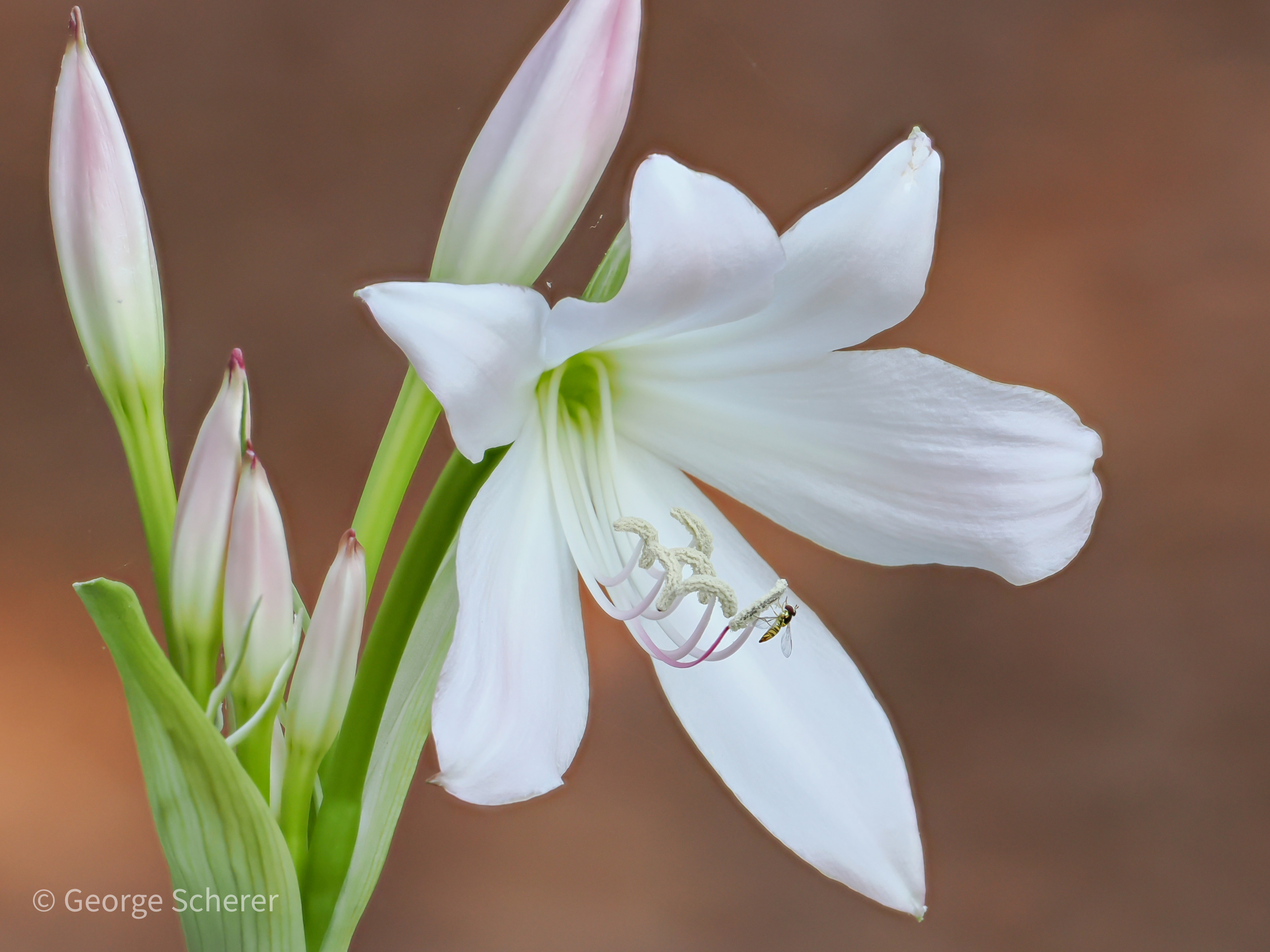 Close-up of a white Lily, against a neutral background.  There is a tiny overfly hanging off of the flower.