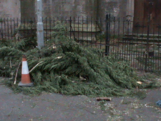 Healthy Cypress Murdered dot jpg