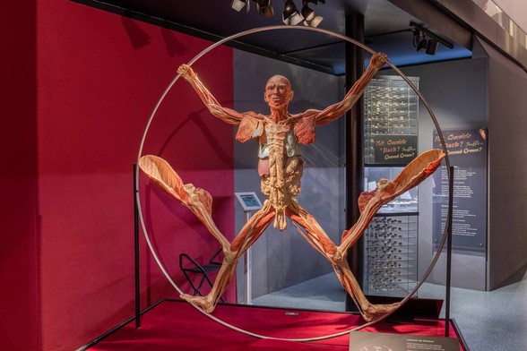 Vitruvian Man but it's actual flesh from the Allentown exhibit