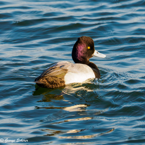 A Lesser Scaup, with dark, reddish head, white bill and bright yellow eye, is floating on clear blue water.
