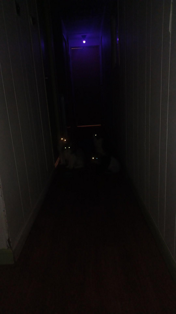 3 pairs of cat eyes plus one single eye (that cat was not looking at the camera) shine in the near total dark of the hallway. they are parked in front of the 2nd bedroom door.