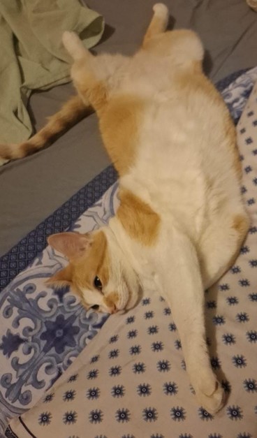 Gata amarela e branca deitada de barriga pra cima em cima de uma cama, parte do corpo apoiada em um travesseiro. Toda a imagem evoca a ideia de preguiça e extremo relaxamento.