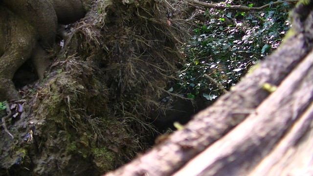 some roots of a large fallen tree next to a stream that is running under a web of ivy