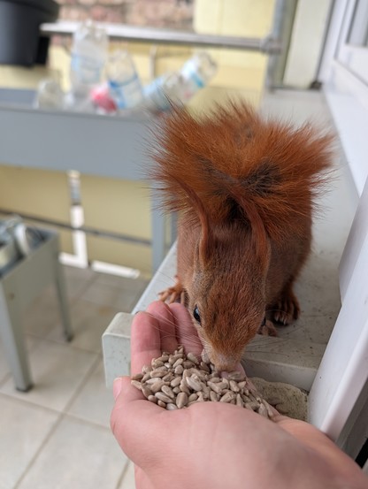 Ein rotes Eichhörnchen sitzt außen auf dem Balkonfensterbrett und frisst Sonnenblumenkerne aus der Hand.