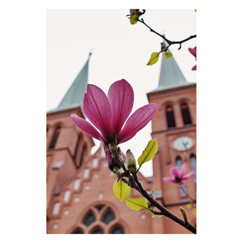 Eine rosa Mognolienblüte, im Hintergrund die beiden Kirchtürme einer Backstein-Kirche.