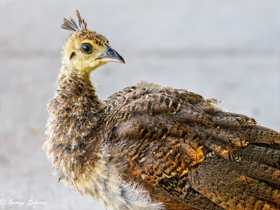 Close-up of a peachick against a light background.  The bird's feathers are a mix of brown, white and tan.  