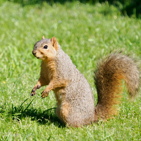 A fox squirrel, with tan and brown fur, is sitting up on its hind legs and looking towards the camera.  The squirrel is on a carpet of green grass.