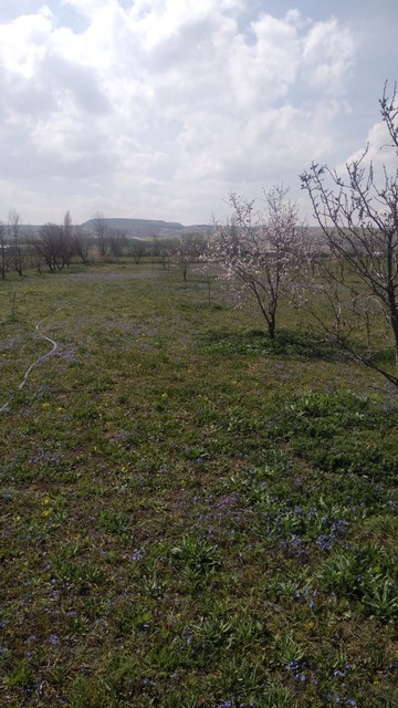 Bir bahçe fotoğrafı. Badem ağaçları çiçek açmış. Her yer yeşil. Yerlerde küçük mor çiçekler var.
