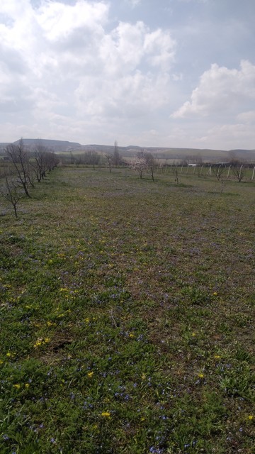 Bir önceki fotoğrafın biraz değişik açıdan çekilmişi.
Bir bahçe fotoğrafı. Badem ağaçları çiçek açmış. Her yer yeşil. Yerlerde küçük mor çiçekler var.