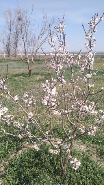 Bembeyaz çiçek açmış bir badem fidanı fotoğrafı
