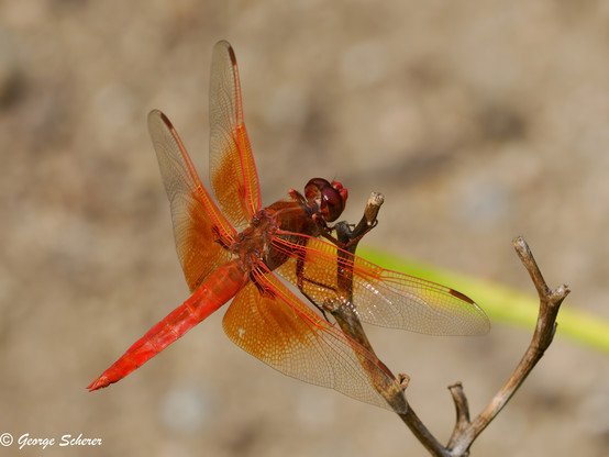 Close up of a bright reddish-orange dragonfly, perched on a tiny branch against an out of focus light tan background. 