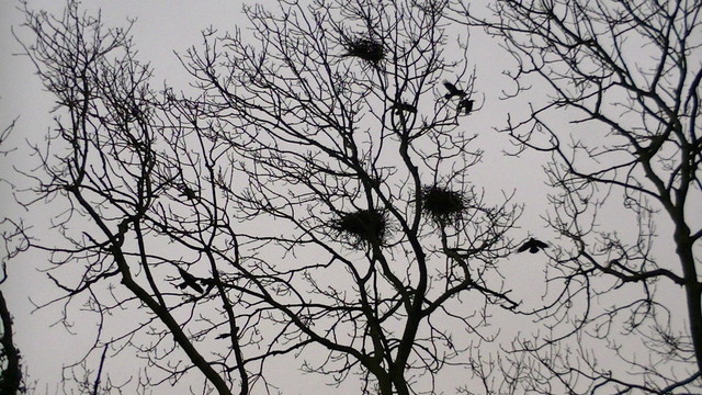 leafless tree canopy with crows and crows nests against a grey sky