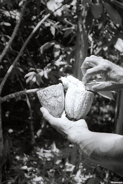 Cuba - Baracoa - Playa Duaba - cultivador de cocos