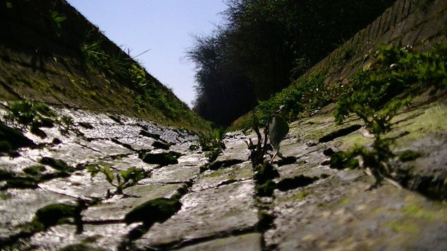 view from parallel to the floor and looking up a red brick semi circle section chute, slimy with weeds growing from between the bricks. it was clear and sunny. 
