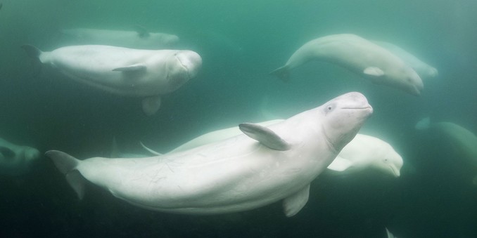 white beluga whales glowing and swimming in teal green-ish water