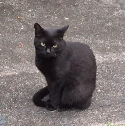 Lindo gato preto de pelo curto.