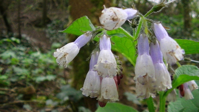 Comfrey pale purple and white. in woodland. brown spots on petals