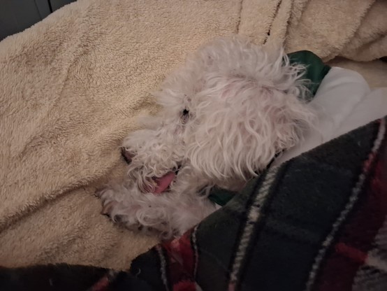 A white poodle dog sound asleep in his bed. All that is visible is the left side of his head and his left front paw poking out from under a fleece blanket. Just visible is the tip of his tongue, which pokes out of his mouth because he has no teeth.