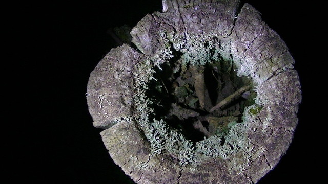 a stump of a telegraph pole at night in torch light. middle rotted away except the knots that now look like teeth pointing inward from the inner edges. this inner edge is covered in green lichen.