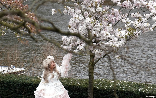 Amsterdam – Jozef Israëlskade - Sakura