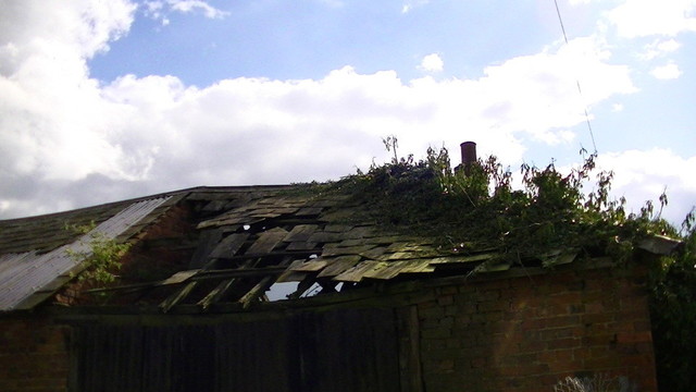 a welsh slated roof caving in on an old red brick barn or something. overgrown with wild plants, some growing from the roof