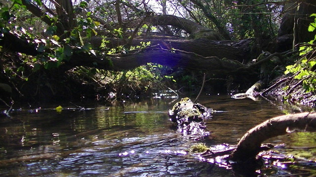 2 fallen trees over a stream. some sunlight reflection in the water.