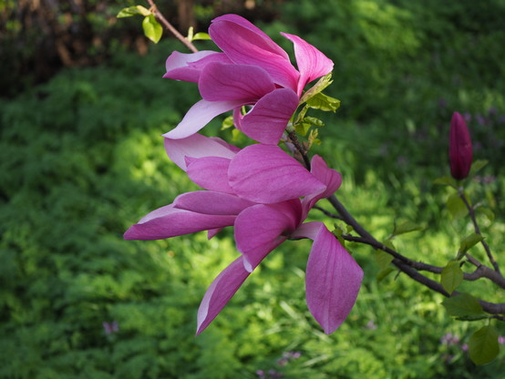 Zwei große pinke Magnolienblüten, dahinter die grüne Wiese.