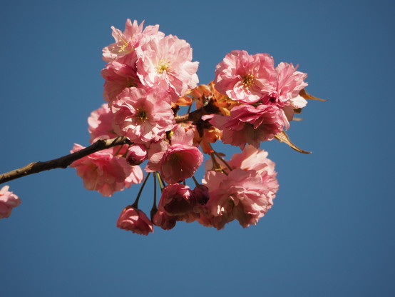 Ein Zweig mit rosa Kirchblüten, Hintergrund blauer Himmel. 