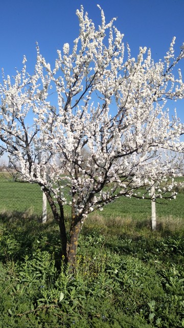 Çiçek açmış can eriği ağacı. Ağacın üzeri bembeyaz çiçek kaplanmış.