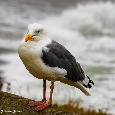 A Western Gull, with  white feathers on its head and belly, gray-black wings, a yellow beak, and orange legs is standing on a rustic wooden fence.  In the background is out of focus ocean surf.