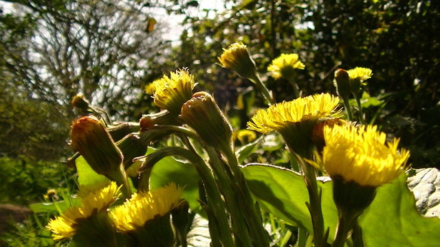 Coltsfoot, yellow wild flowers in sunlight shining through a clearing in the trees. i might post more photos from today later.