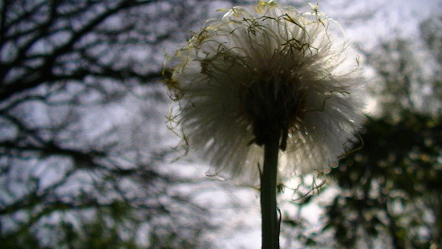 the sun behind a Coltsfoot gone to seed.