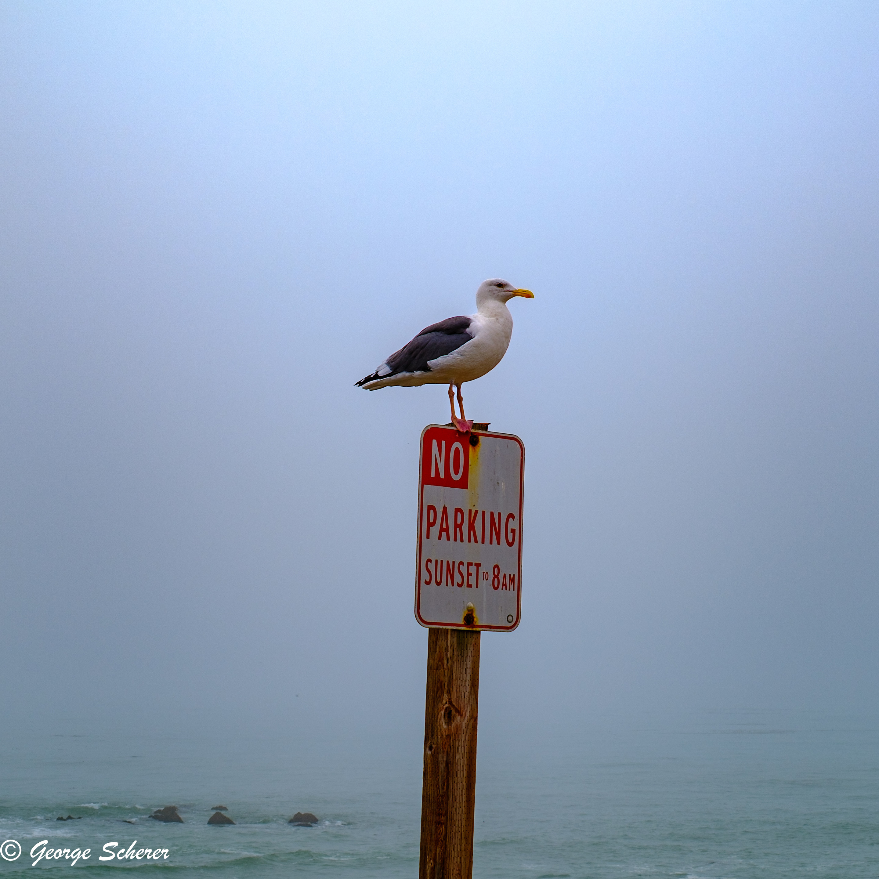 A seagull is sitting on top of a "NO PARKING" sign, looking over the parking lot.  In the background is the ocean.  In the distance, the water blends into a foggy sky.