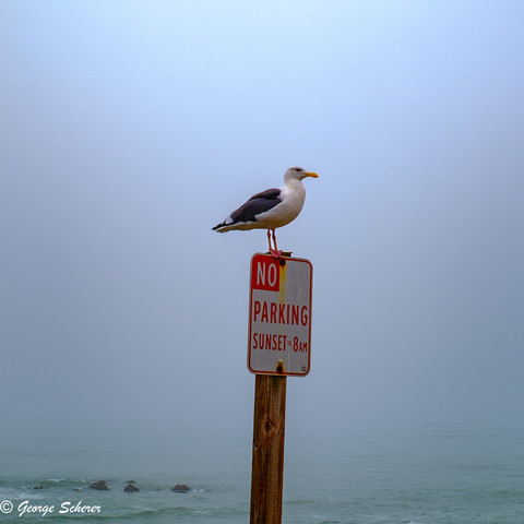 A seagull is sitting on top of a "NO PARKING" sign, looking over the parking lot.  In the background is the ocean.  In the distance, the water blends into a foggy sky.