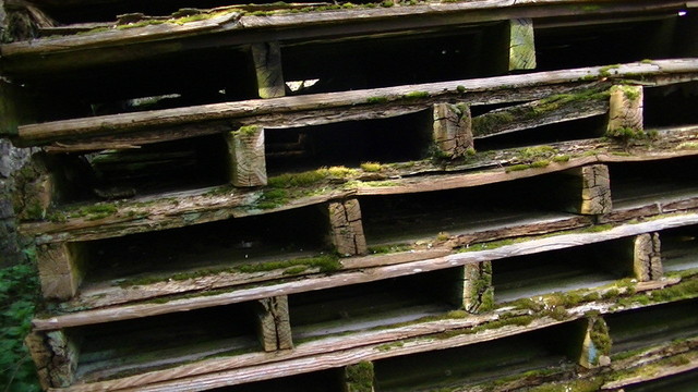a stack of old dry rotting wooden pallets, brown and covered in moss