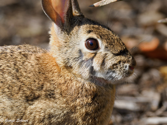 Close-up of the head and shoulder of an Eastern Cottontail rabbit, facing to the right.  The background is out of focus leaf litter in the forest.