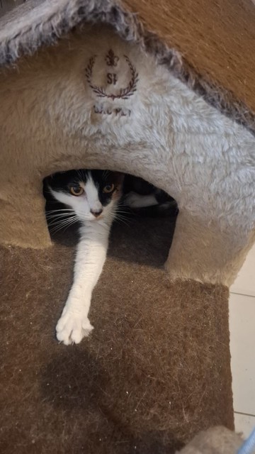 Vemos um pequeno castelinho de gatos. Dentro dele, vemos pela entrada uma linda gata tricolor olhando para fora. ela está com uma das patas, branca, esticada totalmente pra fora.