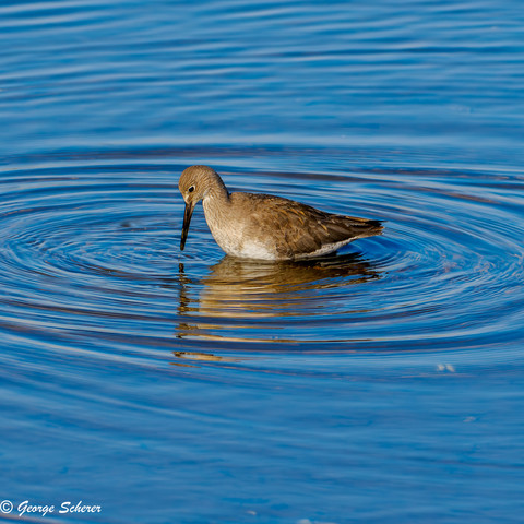 A willet is wading in the water of the estuary, looking down into the water for food.  Circular waves are moving outward from the bird in the brilliant blue water.