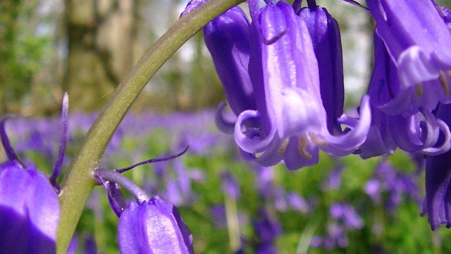 close up of some bluebell bells in a sea of bluebells in a bluebell infested bluebell wood.