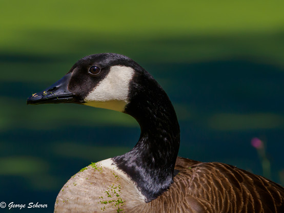 Close-up of the head, neck, and chest of a canada goose, looking to the left, against an out of focus green background.  