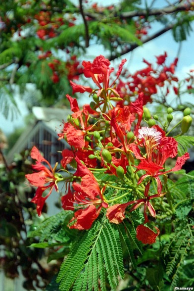 Santiago de Cuba - Reparto Santa Barbara - flamboyán / árbol de fuego