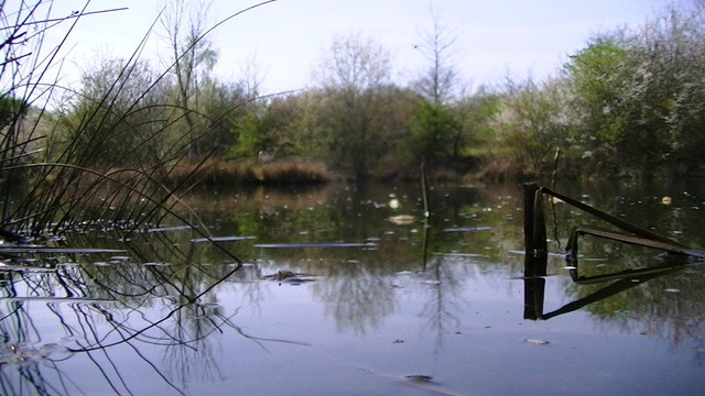 view from just above the water across a small lake. reeds and grasses in the foreground. trees in blossom and some starting to leaf in the background. 