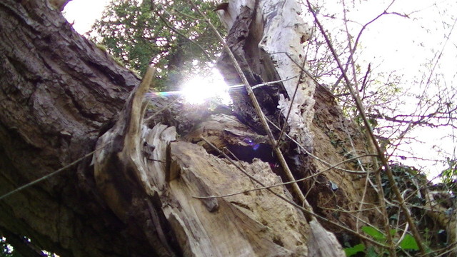 sun shining through trees behind a splintered fallen tree