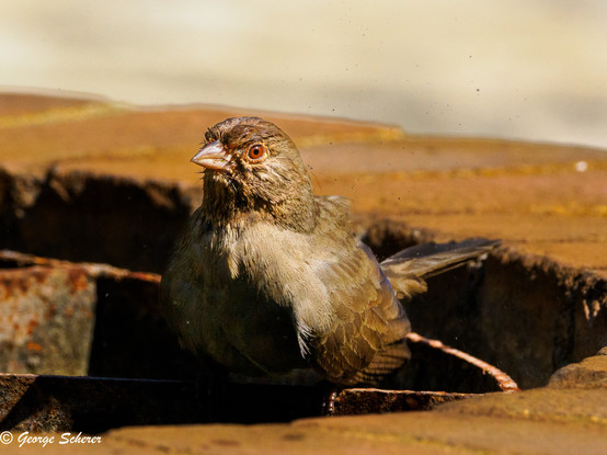 A California towhee, with brown feathers and a brith orange-reddish eye, has just hopped up out of a recessed pool of water onto a brick ledge.  Tiny, dark, water droplets are flying in all directions.