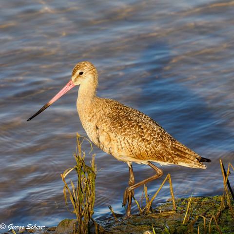 Marbled Godwit, with a long, slightly upturned bill and long legs, standing mostly on one leg on the shore of the estuary, facing to the left.  The bird's body has a "marbled" appearance with tiny  light and dark tan spots.